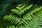 Bracken fern flowering flower plant herb nature natural detail close up