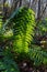 Bracken fern leaf, backlit by the sun in woodland