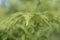 Bracken fern leaf tip close up