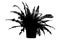 Bracken - fern - plant - in flowerpot - black silhouette.