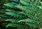 Bracken Fern (Pteridium aquilinum)