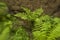 Bracken in the forest