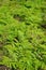 bracken in the forest under the rays of the sun