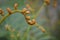 Bracken Frond 2