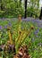 Bracken fronds and Bluebells