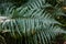 Bracken fronds on forest floor