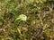 Bracken on Ilkley Moor, Yorkshire, United Kingdom