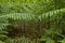 Bracken Pteridium aquilinum