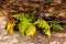 Bracken in quartzite rock