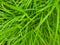 Bracken on the stone and grass on top mountain background texture.