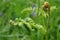 Bracken unfurling