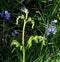 Bracken, very young, very curly, with bluebells.