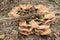 Bracket fungi