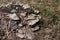 Bracket fungi growing on dead wood in a meadow