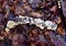 Bracket fungi growing on a fallen branch in a forest.