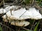 Bracket fungi growing on a rotting Pine tree