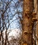 Bracket fungi or polypores growing on a tree trunk - tree in autumn