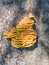 Bracket fungus