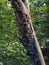 Bracket Fungus on Bark of Date Tree Sidharth nugar