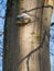 Bracket fungus on beech tree