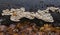 Bracket fungus on beech trunk in autumnal forest