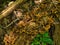 Bracket fungus on a fallen tree in forest in the Mondulkiri province of Cambodia