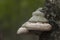 Bracket fungus growing on a birch tree.