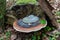 Bracket fungus growing on an old wood stump. Parasites feeding on wood in the forest