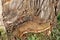 Bracket fungus growing out of tree