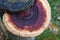 Bracket fungus growing out of tree stump.