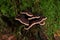 Bracket fungus growing on a tree.