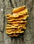 Bracket fungus Laetiporus sulphureus