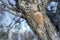 Bracket fungus or plum tinder Phellinus pomaceus, Phellinus ig