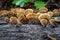 Bracket fungus Polypore growing on a log