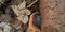 Bracket fungus on a rotting dead tree stump bedside.