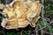 Bracket fungus on rotting tree stump.