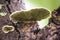 Bracket Fungus and it\'s pores.