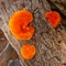 Bracket fungus in Table Mountain National Park