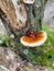 Bracket mushroom growing on a dead tree