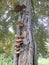 Bracket Shelf Fungus growing on tree trunk