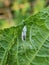 Bracon wasp pupa, which is a natural enemy of cucumber moth larva.