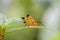 Braconid Wasp & x28;Iphiaulax sp., Braconinae, Braconidae& x29;