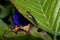 Braconidae wasp on a leaf