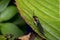 Braconidae wasp on a leaf