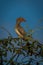 Bradfield hornbill on leafy branch turning head