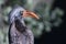 Bradfield\'s Hornbill