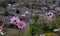 Bradford on Avon, Wiltshire, UK, taken from St Mary Tory Chapel, high point of the town. Pink anenome flowers in the foreground