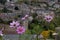 Bradford on Avon, Wiltshire, UK, taken from St Mary Tory Chapel, high point of the town. Pink anenome flowers in the foreground