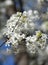 Bradford pear blooms up close as spring arrives