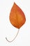 Bradford pear leaf on white.